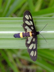 Amata fortunei