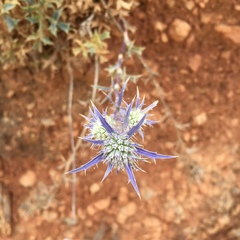 Eryngium dilatatum