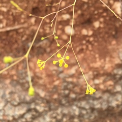 Bupleurum rigidum paniculatum