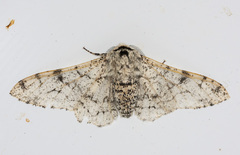 Biston betularia contrasta