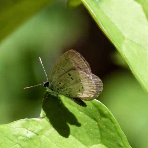 Dusky Azure photo 2