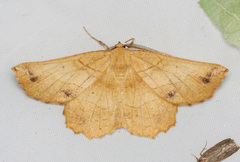 Euchlaena mollisaria