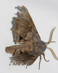 Pachysphinx occidentalis