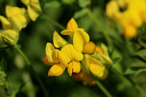 Lotus corniculatus