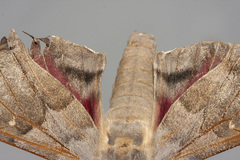 Pachysphinx occidentalis