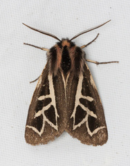 Apantesis williamsii