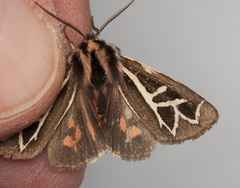 Apantesis williamsii