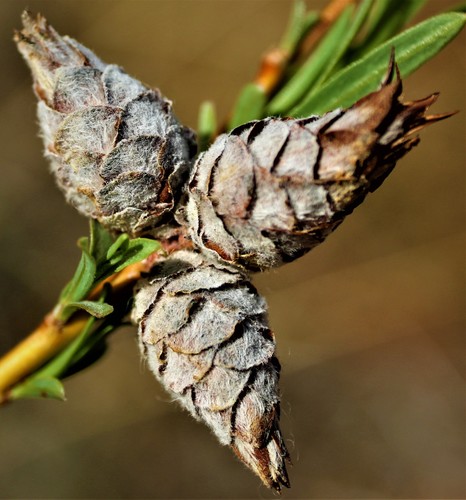Willow Pinecone Gall Midge
