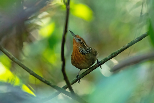 Musician Wren