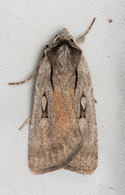 Setagrotis vocalis