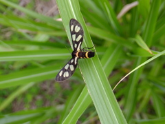 Amata fortunei
