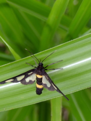 Amata fortunei