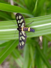 Amata fortunei