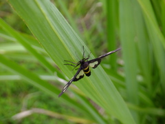 Amata fortunei