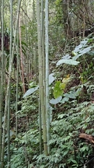 Phyllostachys makinoi