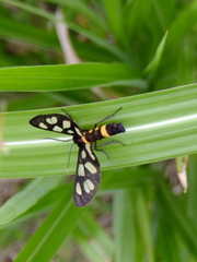 Amata fortunei