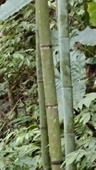 Phyllostachys makinoi