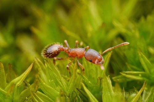 Temnothorax sordidulus