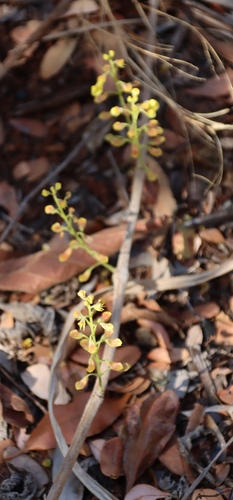 Image of Coleus esculentus by (c) Tony Rebelo, some rights reserved (CC BY-SA)
