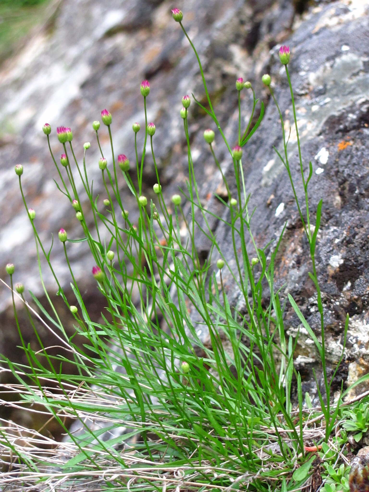 Erigeron salmonensis