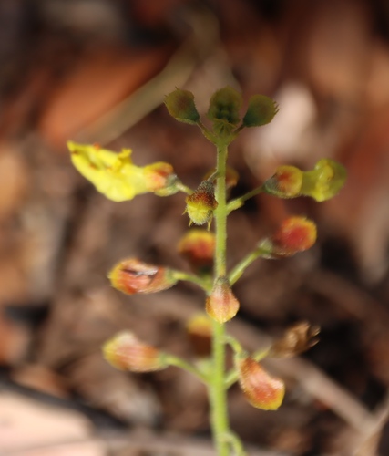 Image of Coleus esculentus by (c) Tony Rebelo, some rights reserved (CC BY-SA)