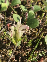 Pedicularis capitata