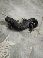 Triturus macedonicus