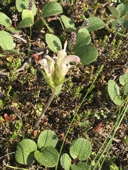 Pedicularis capitata
