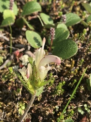 Pedicularis capitata