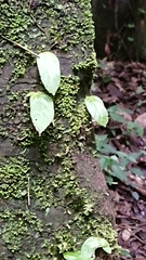 Conandron ramondioides