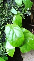 Conandron ramondioides