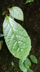 Conandron ramondioides