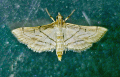 Marasmia trapezalis