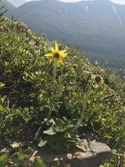 Arnica griscomii