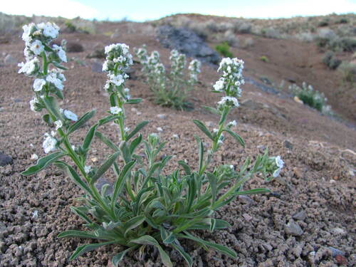 Salmon Cat's-eye (Oreocarya salmonensis)
