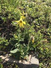 Arnica griscomii