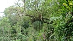 Haplopteris elongata