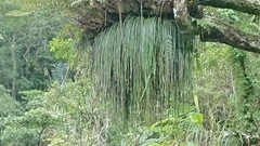 Haplopteris elongata