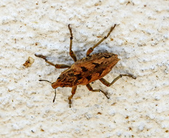 Coniocleonus