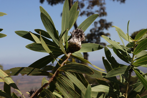 Image of Protea gaguedi by (c) Tony Rebelo, some rights reserved (CC BY-SA)