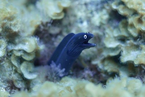 Photo of Black moray (Muraena augusti)