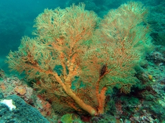 Melithaea