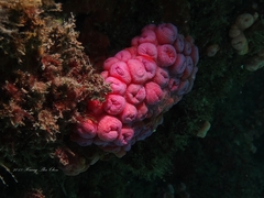 Tubastraea