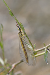 Myrmecaelurus trigrammus