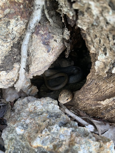 Photo of a Anguilla Racer (Alsophis rijgersmaei)
