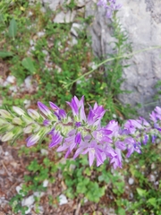 Campanula spicata
