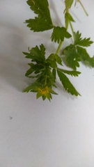 Potentilla fragarioides