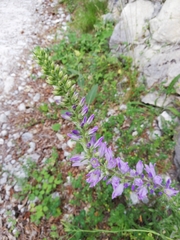 Campanula spicata