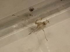 Stagmomantis limbata