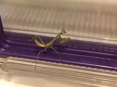 Stagmomantis limbata